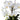 GASPER - Orchidea Phalenopsis Bianca Cod. 1020001-40