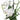 GASPER - Orchidea Phalenopsis Bianca 68cm