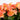 MICA - Begonie Artificiali Balconiera Salmone 29cm