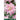 BLUMEN - Lilium Oriental Broken Heart 2 Bulbi