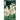 BLUMEN - Polyanthus Bianco 3 Bulbi