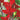 Blumen - Bulbi Canna Indica Briljant Cod.15590