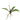 Foglie Phalaenopsis con radici 25cm Cod. F2254