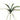 Foglie Phalaenopsis con radici 30cm Cod. F2255