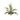 Bush Paltycerium Kron 28cm Cod. F2682