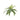 Felce Cod. F2939