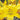 Blumen - Bulbi Giglio Dell'asia Giallo Cod. 15659