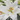 BLUMEN Bulbi Lilium Bianco 2pz
