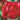 Blumen - Bulbi Paeonia Rossa Cod. 15670