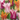 Flora Elite - Bulbi Tulipani Lily Flowering 10 pezzi