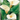 Flora Elite - Bulbi Zantedeschia Aethiopica 1 pezzo