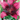 Flora Elite - Bulbi Lilium Purple Dream 2 pezzi