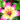 BLUMEN - Bulbi Lilium Ice Berry 12 pezzi