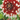 Blumen - Bulbi Dalia Duet Cod. 15715