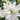 BLUMEN Bulbi Lilium Polar Star 2Pz