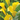 BLUMEN Bulbi Zantedeschia Gialla 1Pz