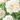 Blumen - Bulbi Peonia Bianca Cod. 15671