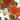 BLUMEN Bulbi Lilium Colori Mix
