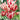 FLORA ELITE Bulbi Tulipano Flaming Cup 7pz