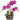 GASPER - Orchidea Phalenopsis Porpora 30cm
