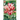 FLORA ELITE - Bulbi Tulipano Flaming Cup Cod. 789120