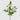 EDG - Roselline Crema 55cm Cod. 2100289A554