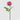 EDG - Rosa Elide Rosa 45cm Cod. 2100305A662