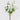 EDG - Phlox Bianco Cespuglio 45cm Cod. 2100316A100