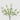 EDG - Phlox Bianco Cespuglio 48cm Cod. 2100330A100