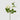 EDG - Rosa Gloria Verde Chiaro 60cm Cod. 2100404A554