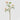 EDG - Rosa Crema 100cm Cod. 2100428A554