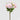 EDG - Peonia Rosa Cespuglio 62cm Cod. 2100611A552