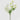 EDG - Scabiosa Bianca Cespuglio 62cm Cod. 2100612A110