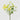EDG - Scabiosa Gialla Cespuglio 62cm Cod. 2100612A200