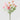 EDG - Scabiosa Rosa Cespuglio 62cm Cod. 2100612A555