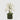 EDG - Orchidea Phalenopsis in zolla 90cm Cod. 214854,10