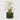 EDG - Orchidea Phalenopsis in zolla 100cm Cod. 214855,10