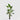 EDG - Strelitzia 260cm Cod. 2300007A700