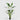EDG - Strelitzia 184cm Cod. 2300273A700