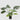 EDG - Monstera 70cm Cod. 2300417A700