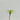 EDG - Tillandsia 18cm Cod. 230986,71