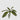 EDG - Foglia Phalenopsis 27cm Cod. 232337,700
