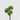 EDG - Crassula 20cm Cod. 232801,71