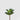 EDG - Agave Regina 16cm Cod. 232807,700