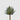 EDG - Agave Regina 21cm Cod. 232808,91