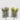 EDG - Succulenta 18cm Cod. 232974,70