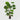 EDG - Palma Camerus 150cm Cod. 233054,700