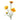 Ramo Coreopsis 64cm Cod. 800556