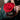 ARS NOVA - Rosa Sabilizzata Passion Maxi 12cm Rossa