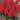 FOUR - seme da orto - salvia splendente